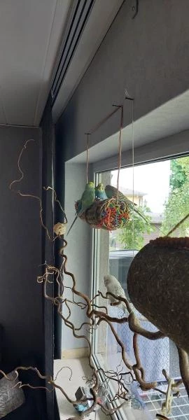 Schreddern am Fenster macht Spaß