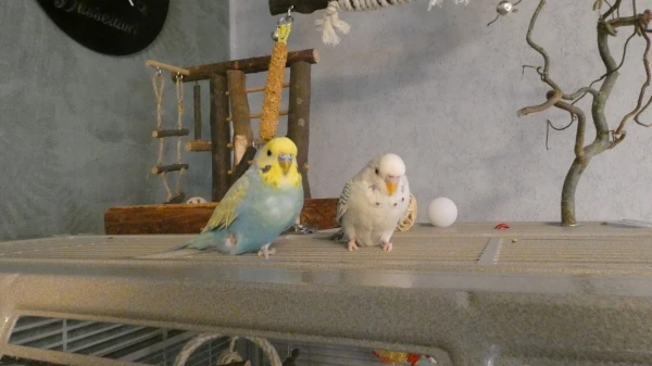 Wellensittich-Bild: Unsere beiden Jungs Sammy und Strolchi beim chillen auf dem Käfig.