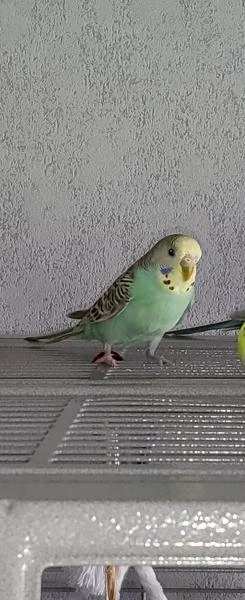 Wellensittich-Bild: Sky die freche ist das zweite Weibchen und macht Strolchi alles nach.