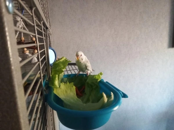 Wellensittich-Bild: Sammy, der liebe Jung, frisst Salat in der Badewanne.