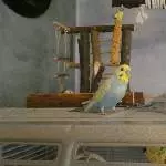 Strolchi und Sammy