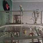 Susi und Strolchi 