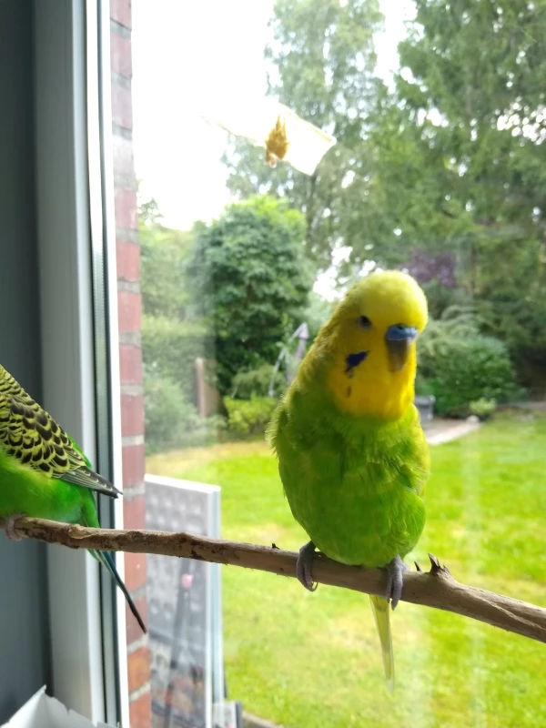 Wellensittich-Bild: Milli mit Benny auf ihrem Ausfluglieblingsplatz.