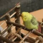 Schüttel