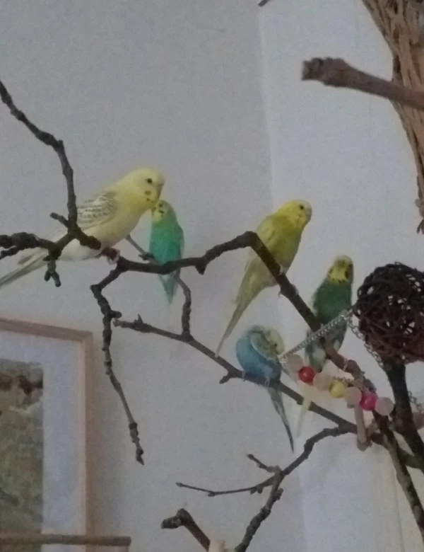 Wellensittich-Bild: Von links nach rechts: 
Tweety, Lui, Olivia, Kari, Flip.