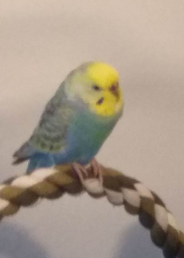 PHPSESSID