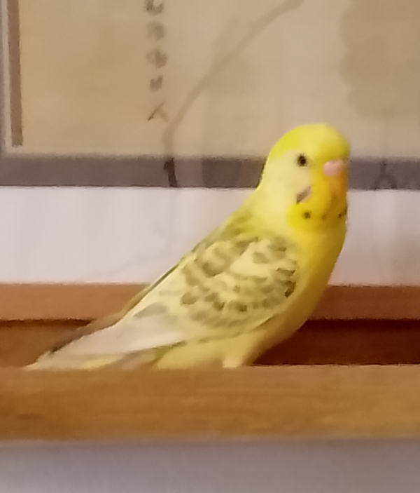 PHPSESSID