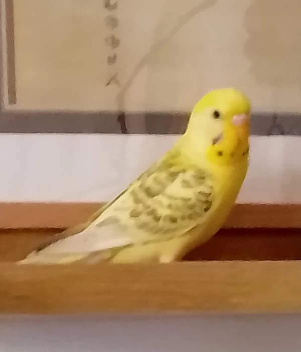 Wellensittich-Bild: Leider ist es etwas unscharf geworden.
Tweety auf dem Regal.