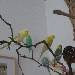 Unser Tweetlez-Schwarm
