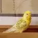 Tweety