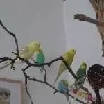 Unser Tweetlez-Schwarm