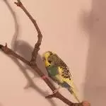 Flip - Flirtkönig