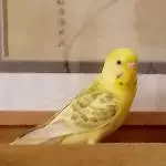 Tweety - unser Nesthäkchen