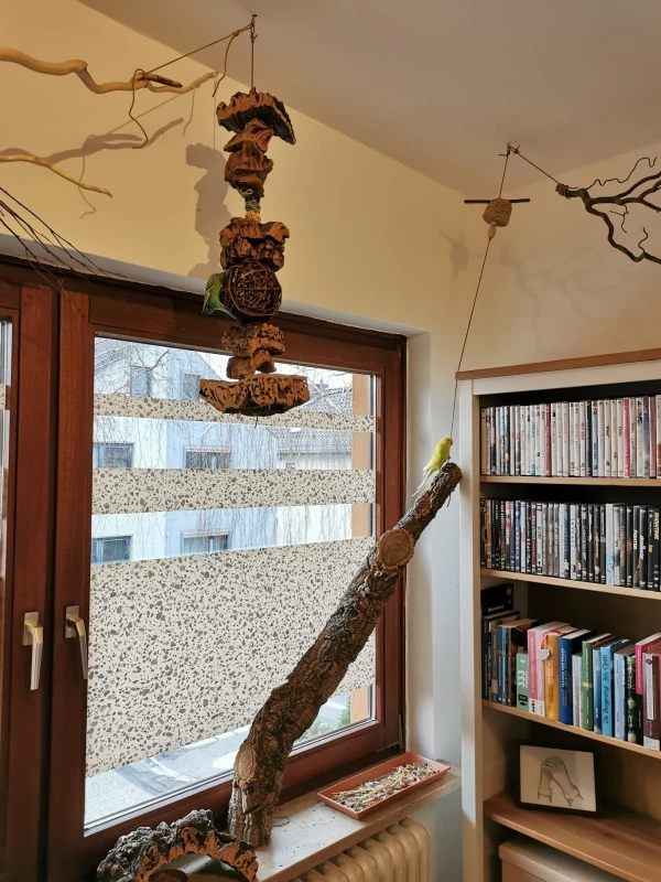 Wellensittich-Bild: Unser Vogelzimmer neu gestaltet mit einigen neuen Korksachen, die beiden lieben das am Kork zu knabbern und den auf dem Ast zu klettern-