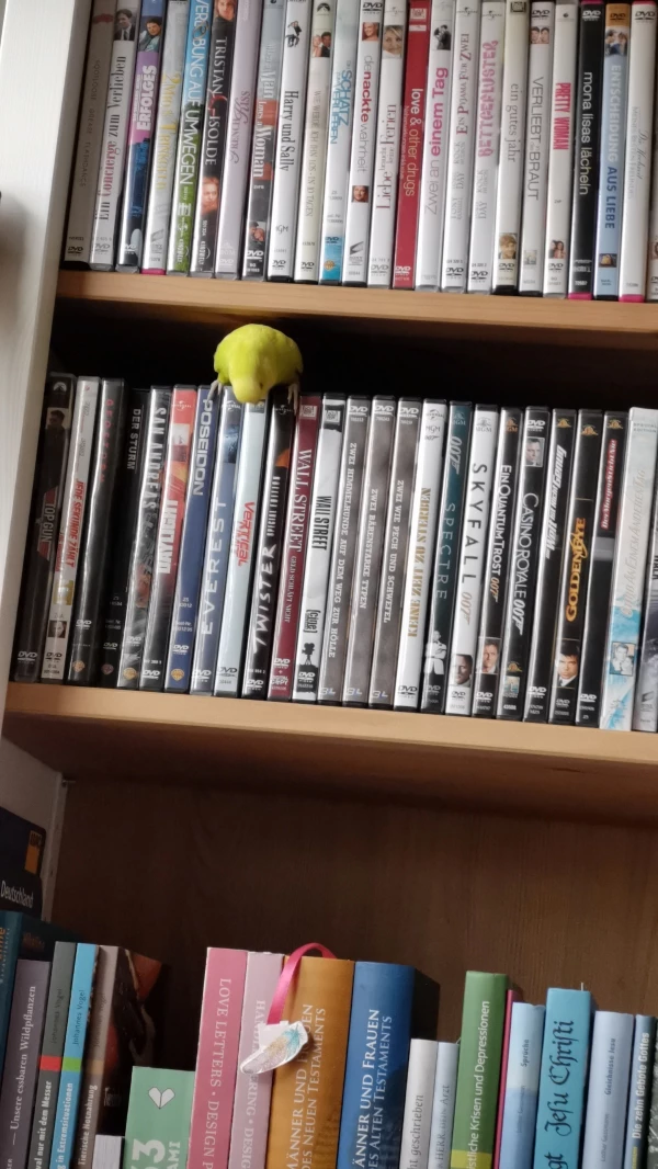 Wellensittich-Bild: Bella mag DVDs und erkundet sie.