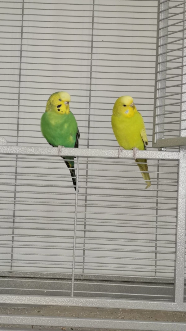 Wellensittich-Bild: Unsere beiden Weibchen, am beobachten.