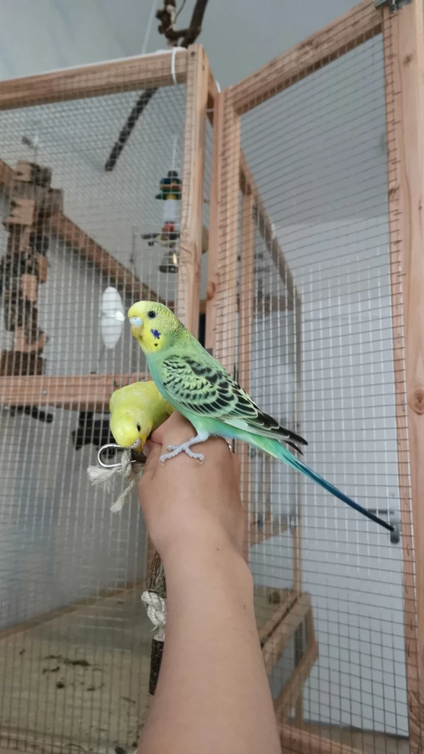 Wellensittich-Bild: Kasi und Bella sind auf der Hand