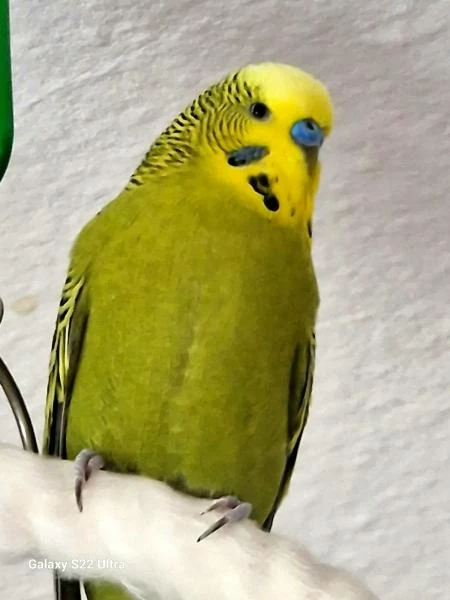 Wellensittich-Bild: Hier zu sehen, der kleine Toni 