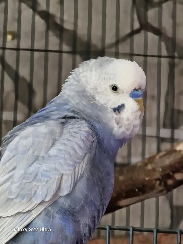 Wellensittich-Bild: Hier sieht man den kleinen Merlin
