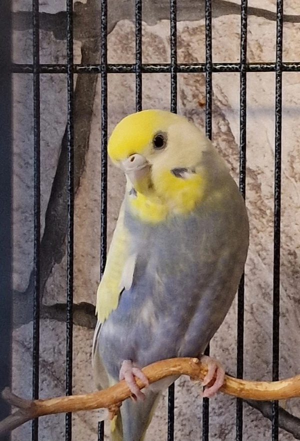 Wellensittich-Bild: Hier zu sehen, die kleine Yuki.