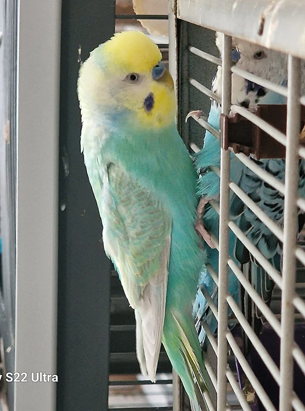 Wellensittich-Bild: Hier zu sehen, der kleine Yoshi.