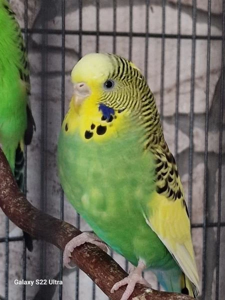 Wellensittich-Bild: Hier zu sehen, die kleine Wendy.