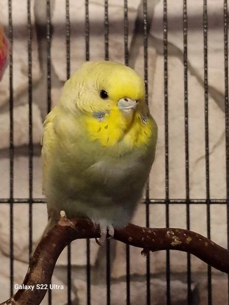 Wellensittich-Bild: Hier zu sehen, die kleine Molly.