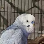 Merlin ♡