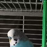 Blaumann Chico