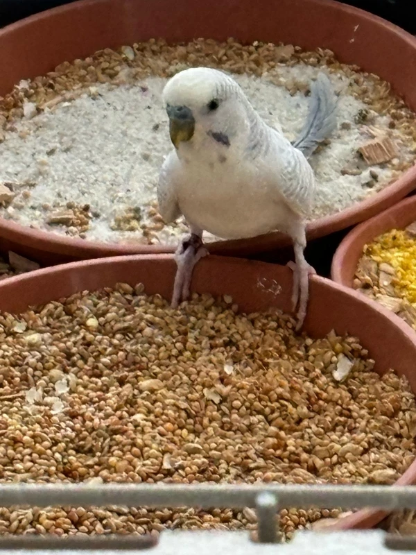 Wellensittich-Bild: Spiky ist beim Frühstück die Familie hat Hunger.