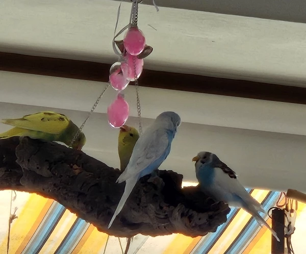 Wellensittich-Bild: Lara,Shiny,Blue und Charly rätseln ob diese Eier genießbar sind 