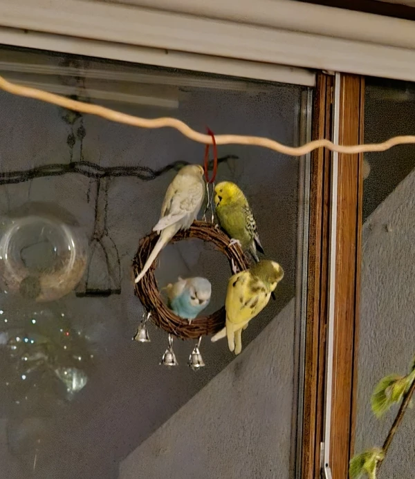 Wellensittich-Bild: SUNNY, SPICY, SHINY UND BLUE testen die neue Schaukel.