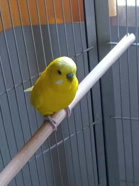 Wellensittich-Bild: Timi strahlt wie die Sonne. Ich habe ihn beim Züchter gekauft.
