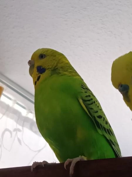 Wellensittich-Bild: Trixie habe ich geschenkt bekommen. Der Partner ist leider entwischt und die Besitzer wollten die Wellensittich Haltung aufgeben. Trixie mischte gleich alle Weiber auf und angelte sich den begehrtesten Hahn im Korb, nämlich Kevin.