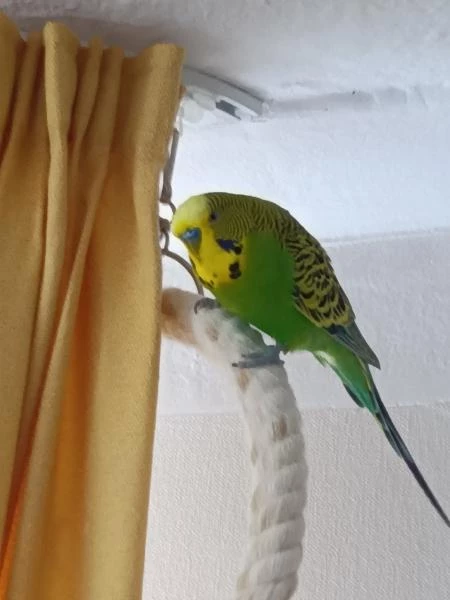 Wellensittich-Bild: Strolchi habe ich geschenkt bekommen mit einem großen Wellensittichkäfig, da die Tochter keine Zeit mehr für ihn hatte. Seine Partnerin ist entflogen.
Strolchi hat sich von seiner Trauer schnell erholt in meinem Schwarm.