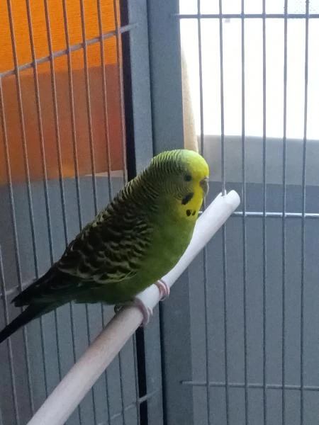 Wellensittich-Bild: Angie wurde mit Wladi beim Züchter gekauft. 