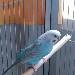 Bella, der Refugee Vogel