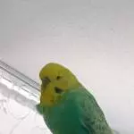 Rainbow Kevin