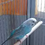 Bella, der Refugee Vogel