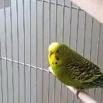 Meine  Angie