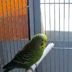 Angie mit Naturgefieder