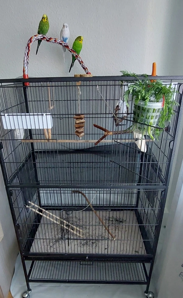 Wellensittich-Bild: Links aussen sitze ich - Scotty (dunkleres Grün). Direkt neben mir meine Schwester Willow (weiss) und dann mein Bruder Huutsch (helleres Grün). Wir sind den ganzen Tag draussen, wenn wir wollen. Nur nachts zum Schlafen müssen wir in die Voliere.