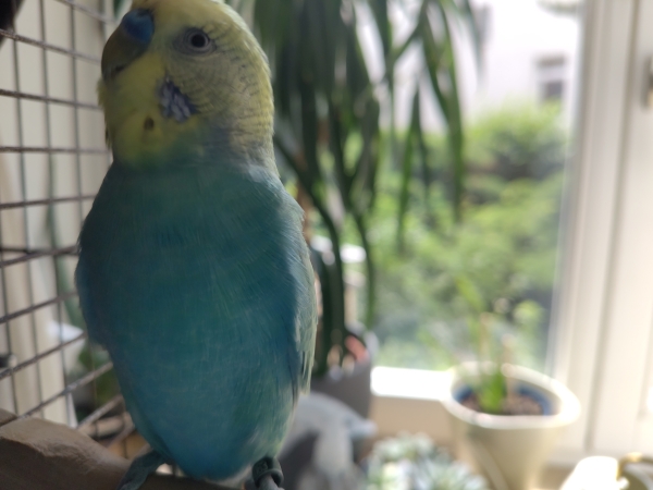 Kescha auf dem Vogelbalkon