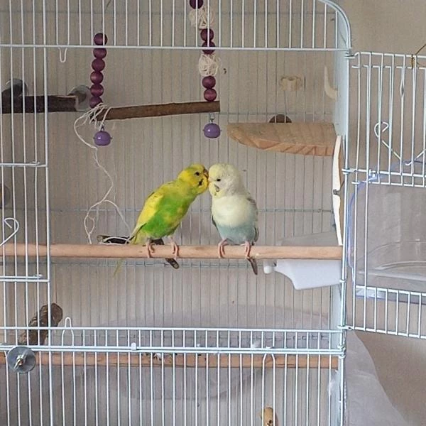 Wellensittich-Bild: Kiko links und Kira rechts beim turteln.