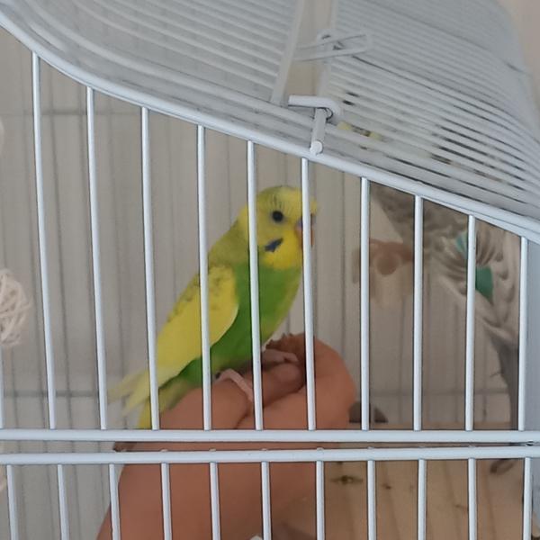 Kiko