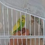 Kiko auf der Hand