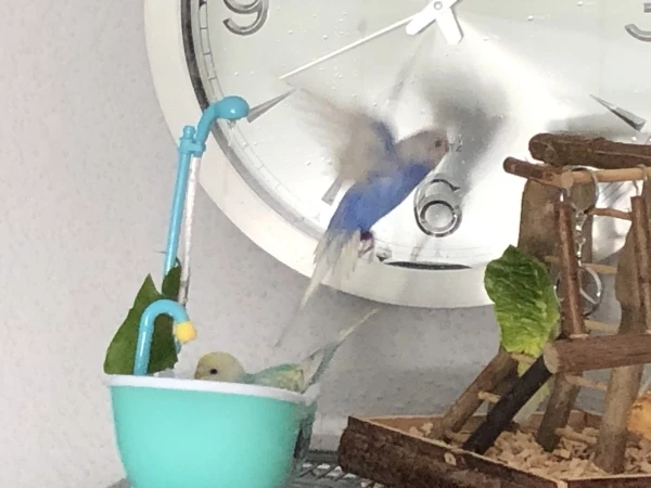 Wellensittich-Bild: Die drei baden meistens zu zweit oder auch zu dritt Sie lieben die Badewanne.