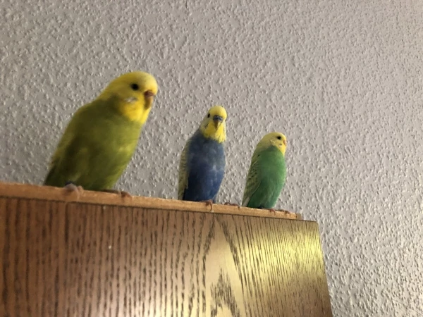 Wellensittich-Bild: Waltraud, Friederich und Elfriede in den ersten Tagen im neuen zuhause.