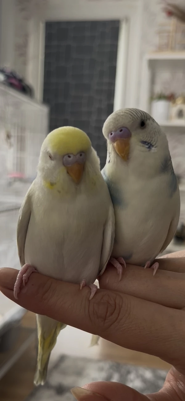 Wellensittich-Bild: 2 Wellensittiche, 2,5 Monate alt.