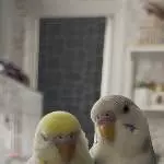 Meine Babys